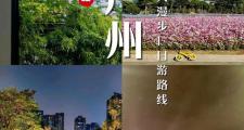 广州旅行:在这座城,邂逅市井烟火与现代活力,结识本地朋友